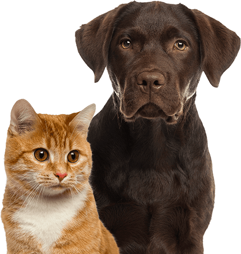 Perro y gato esperando su complemento para mascotas