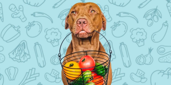 ¿Qué verduras le puedo dar de comer a mi perro? Las verduras más saludables