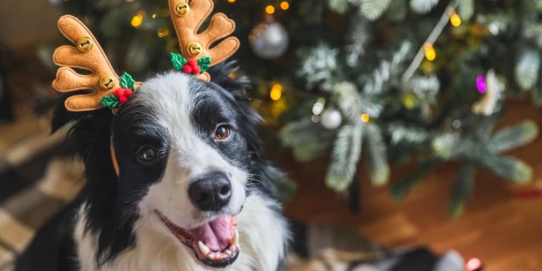 Consejos para mantener un hogar seguro en las Navidades para tu mascota