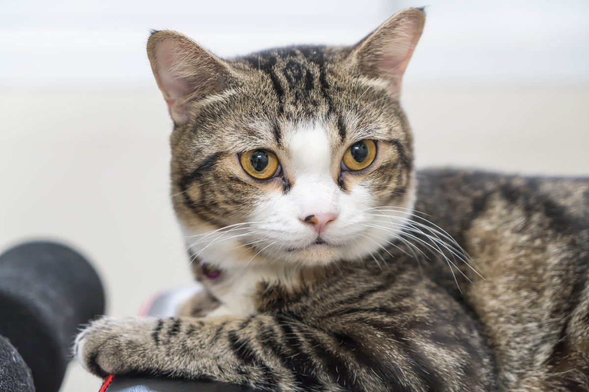 GATO