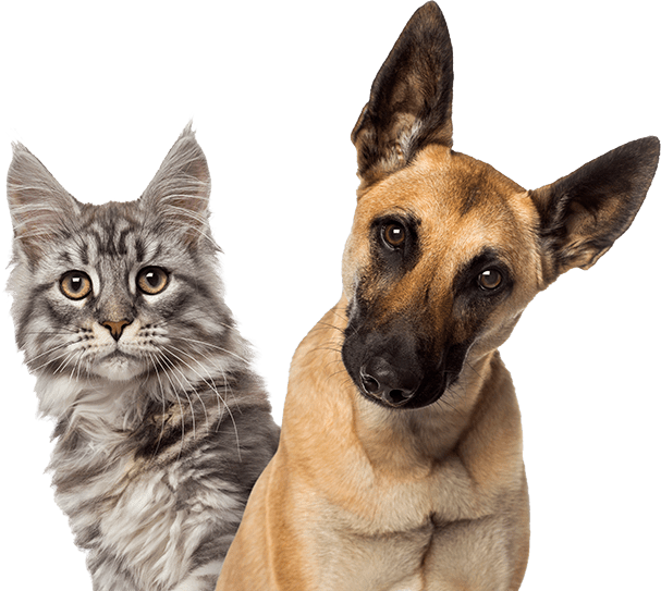 Gatito gris con un perro marron