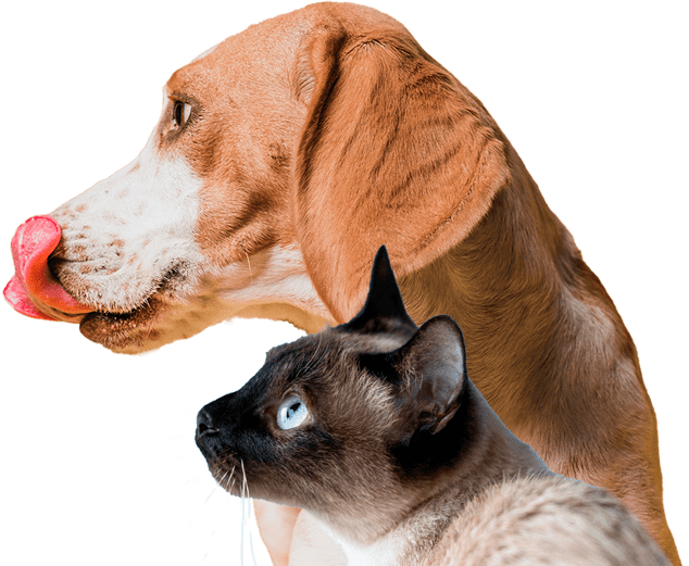 Perro y gato de perfil