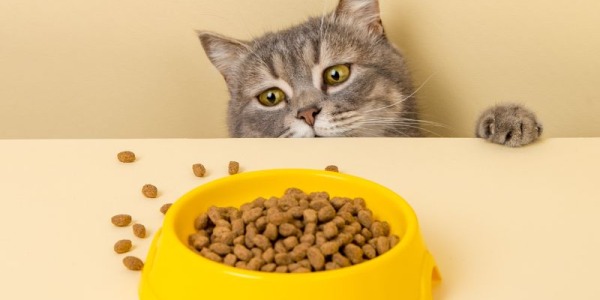¿Qué cantidad de comida debes darle a tu gato diariamente?